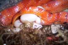 Red egg laying