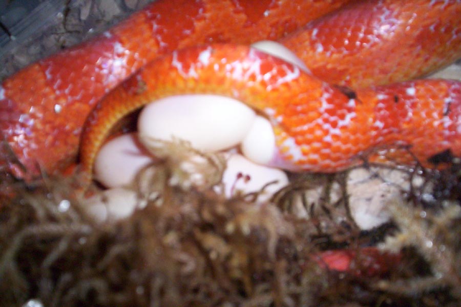Red egg laying