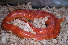 Red in cage