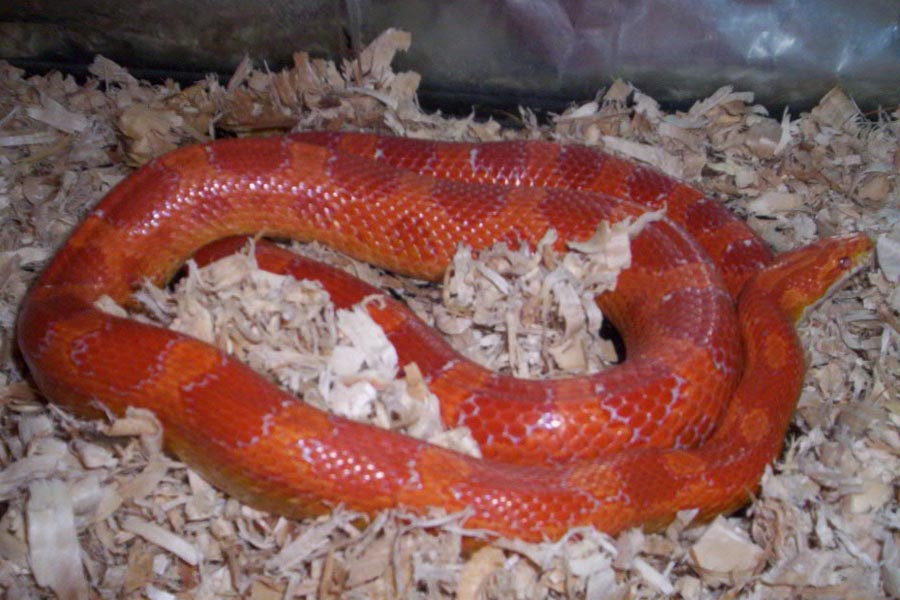Red in cage