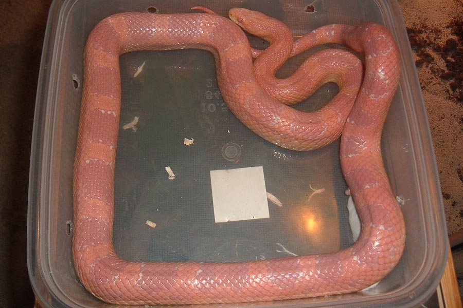red in shed