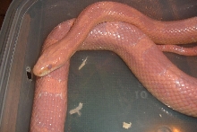 red in shed closeup
