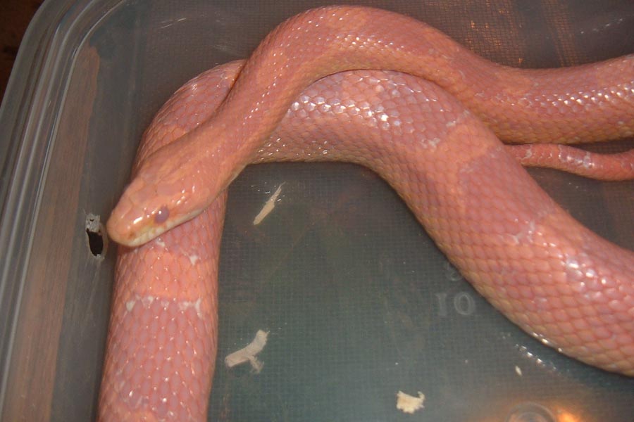 red in shed closeup