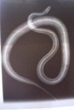 xray 1 overlap