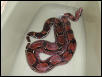 Guyana Tub