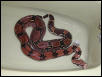 Guyana Tub 3