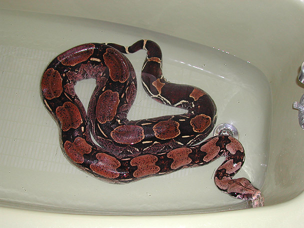 Guyana Tub 3