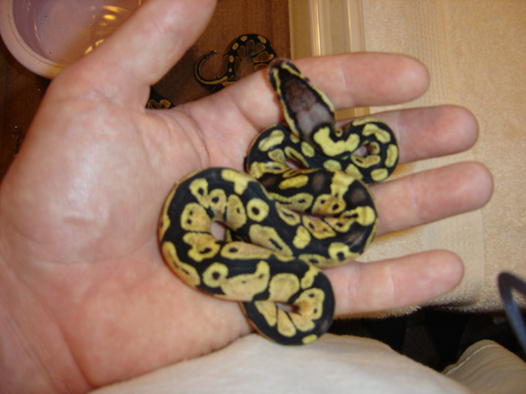 Female Pastel