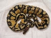 Male Pastel