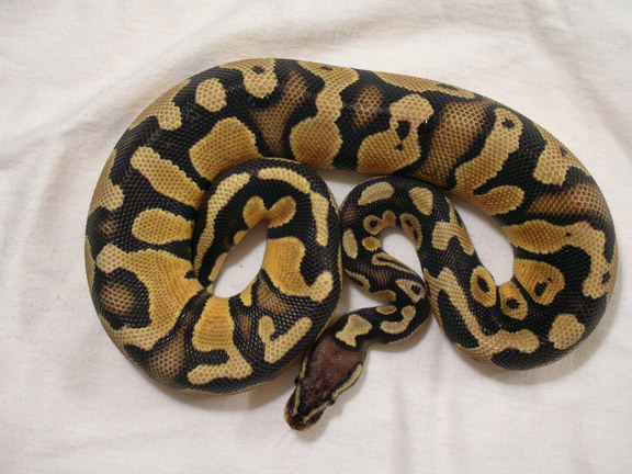 Male Pastel