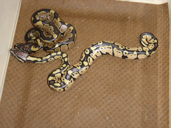 Pastel