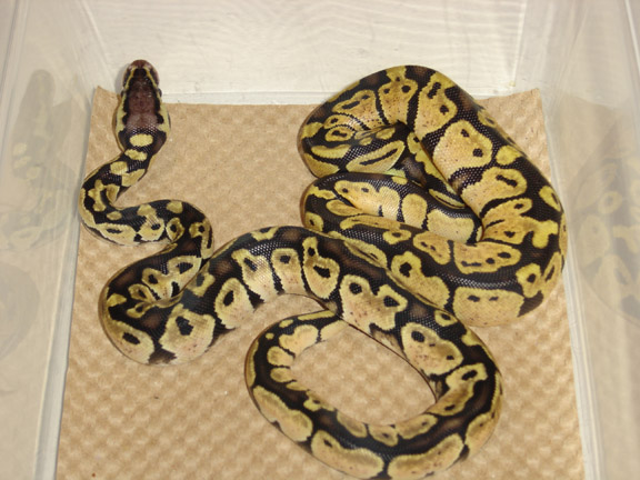 Cool head pattern