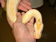 Albino Lab male 2