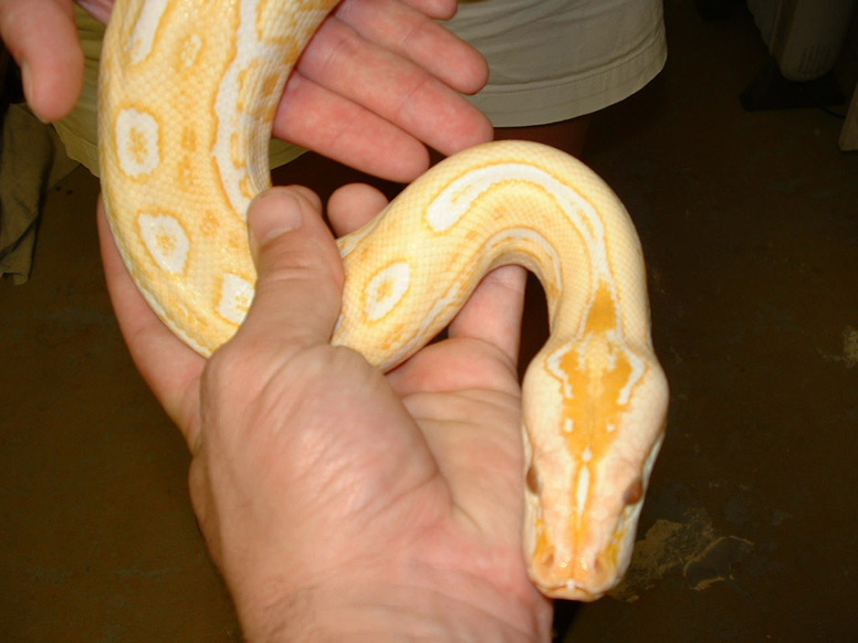 Albino Lab male 2