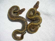 malepins2010