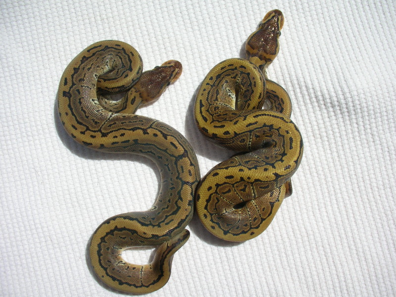 malepins2010