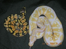 Albino and Pastel