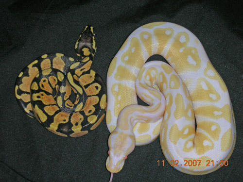 Albino and Pastel