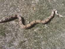 boa in grass