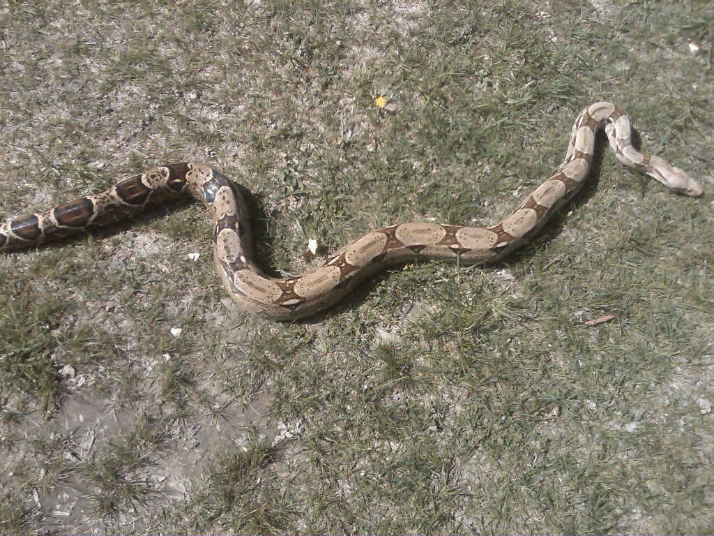 boa in grass