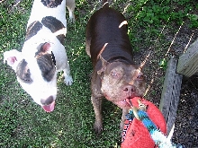 Pixie & Howie