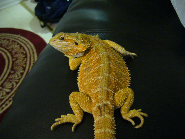 Amber Flaring up