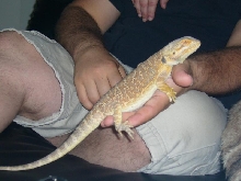 Hand Held Dragon