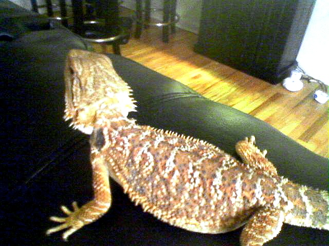 pastel red/goldX sandfire