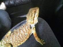 pastel red/goldX sandfire diffrent angle