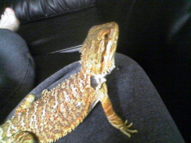 pastel red/goldX sandfire diffrent angle