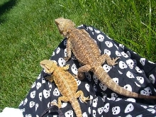 Whip and Amber