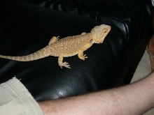 Dragon on Leather