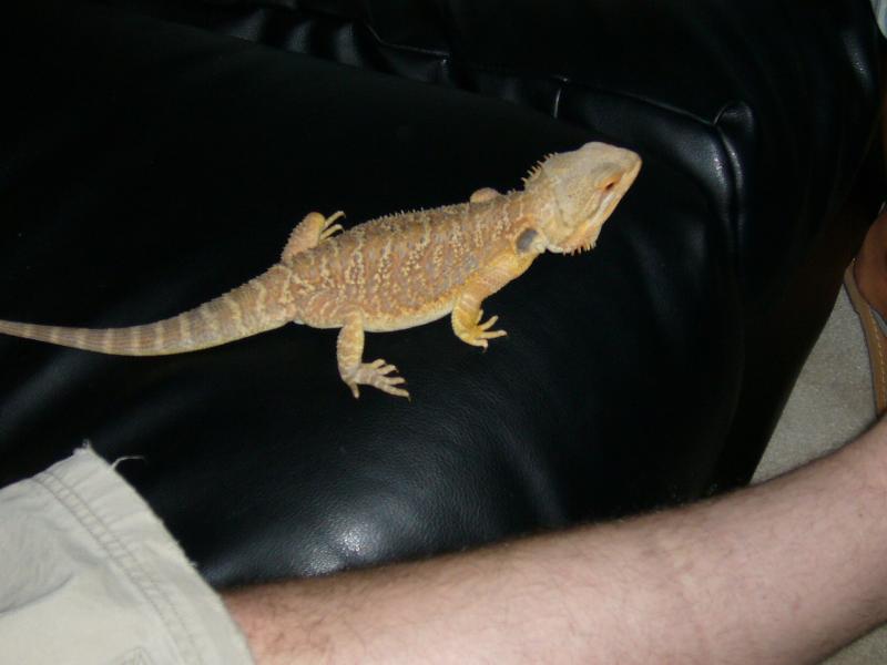 Dragon on Leather