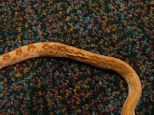 Whisper side view (abnormality of some kind)