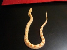 Whisper length