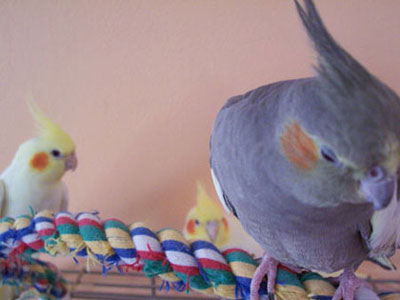 My Luvleez!
