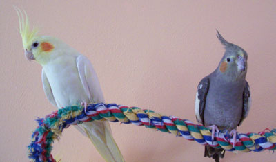 Bella & Luna