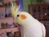 Bella Pie