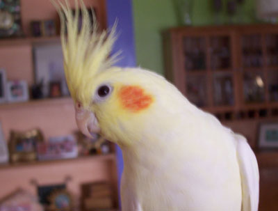 Bella Pie