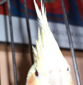 Hi... I'm Bella!!