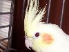 Sweet Bella