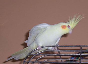Ciao! Bella!