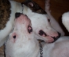 Louie & Brooklyn - Being Silly