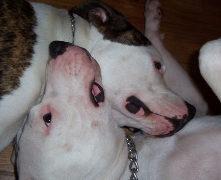 Louie & Brooklyn - Being Silly