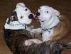 Louie & Brooklyn - Chillen