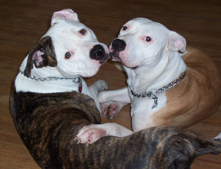 Louie & Brooklyn - Chillen