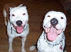 Brooklyn & Louie - Happy Siblings!