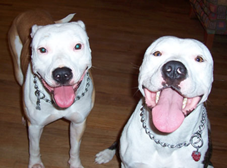 Brooklyn & Louie - Happy Siblings!
