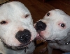 Louie & Brooklyn - Sis Kiss