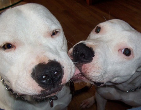 Louie & Brooklyn - Sis Kiss